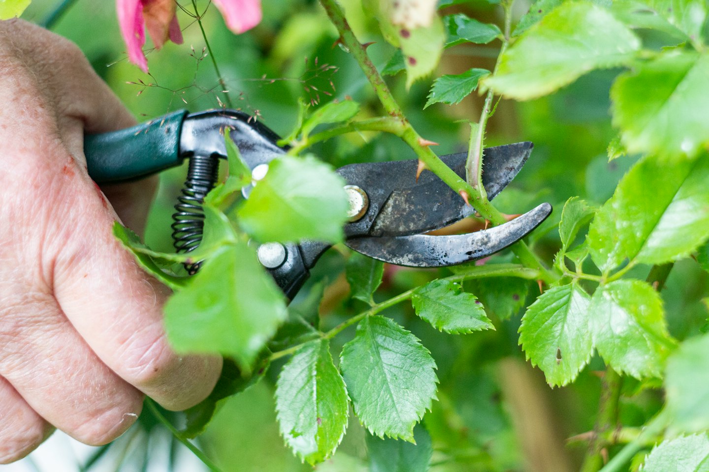 Hand trimming a thorny plant stem with pruning shears.