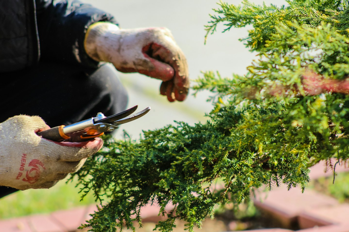 Gloved hands pruning green shrubbery with silver and orange shears.