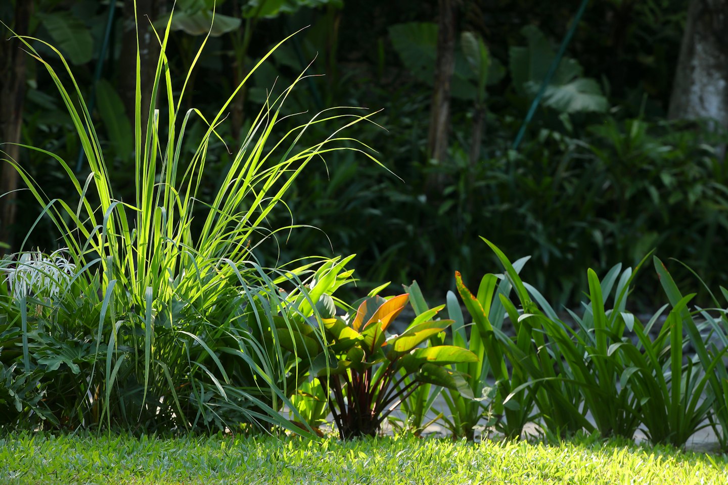 Green and reddish-orange plants grow in a garden.