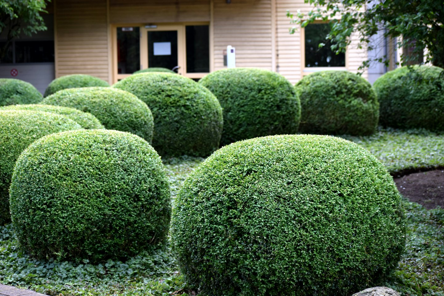 Meticulously trimmed evergreen bushes in front of a modern building.