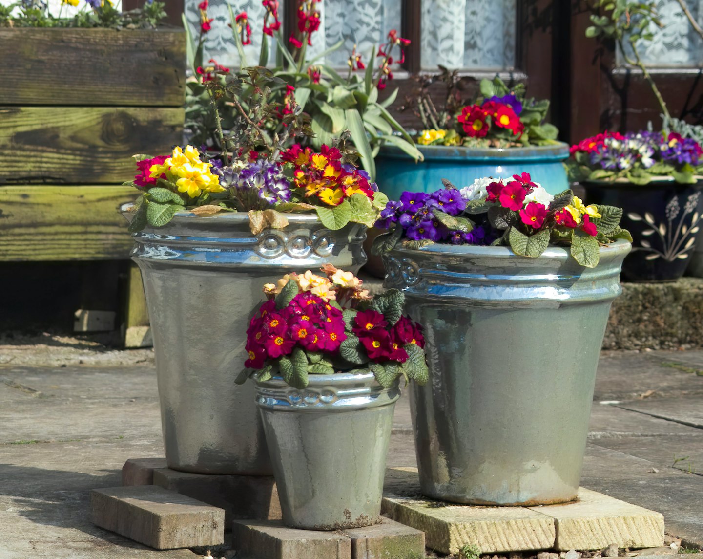 Colorful primroses bloom in glazed ceramic pots on stone pavers.